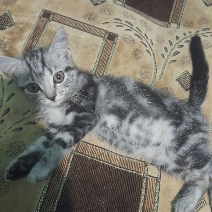 Отдам котенка девочку в добрые руки