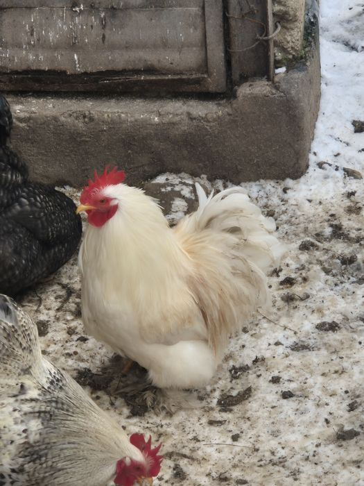 Cocosi cochinchina pitic