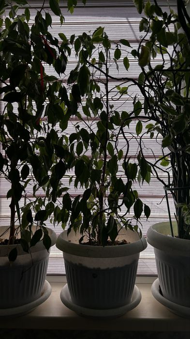 Гүлдер офеске және үиге