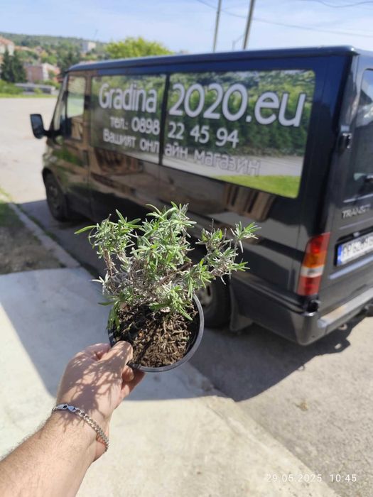 лавандула - Лилава При покупка на 5 бр  - 1 бой подарък