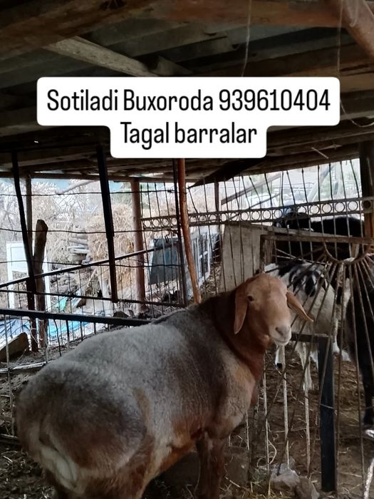 Tagal barralar qazoqi arabi