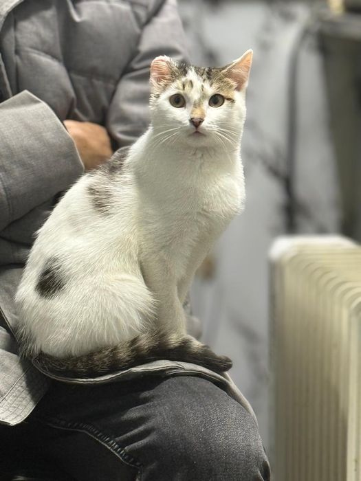 Кошечка в добрые руки