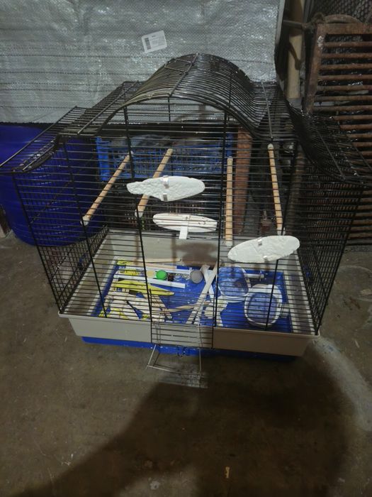 Colivie păsări papagali