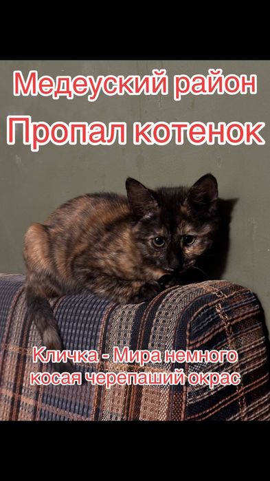 Пропал кот Помогите найти Миру