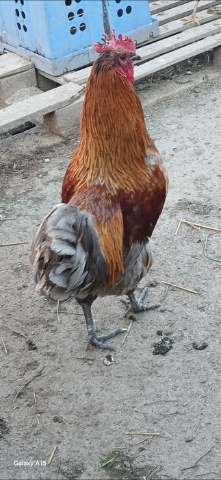 Vand cocosi tineri