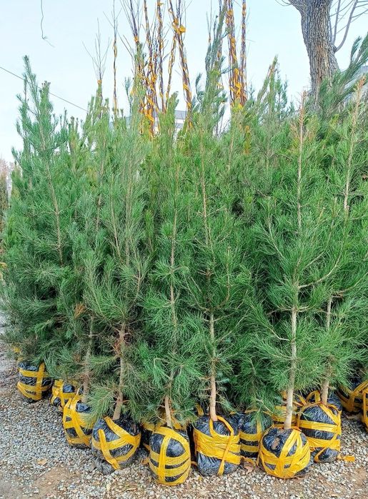 Туркиядан келтнрилган Кирарис Узбекистонда уетиштирилган Арча бор