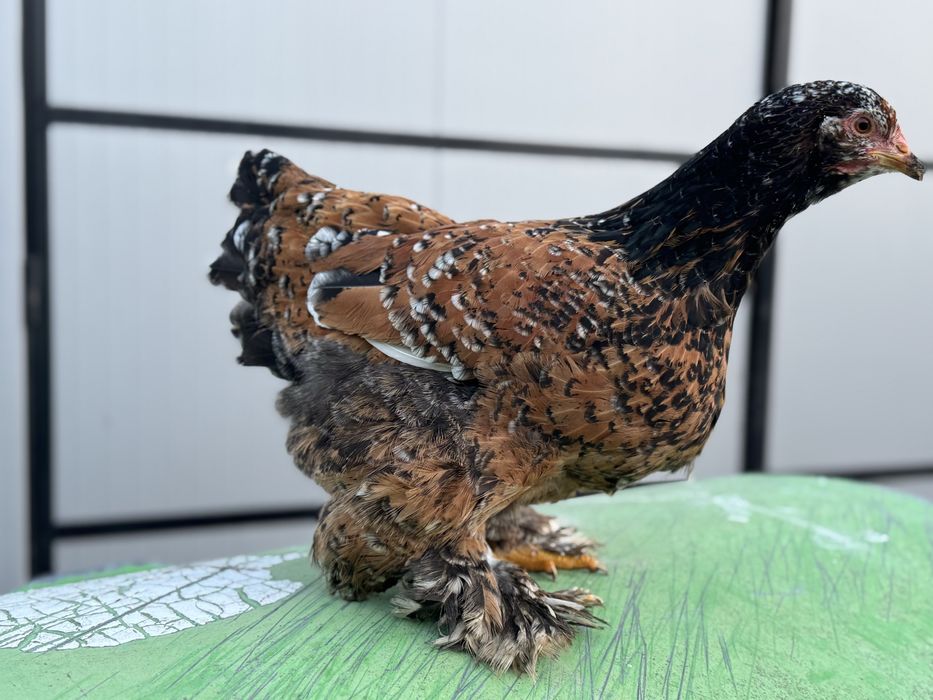 Cochinchina portelan