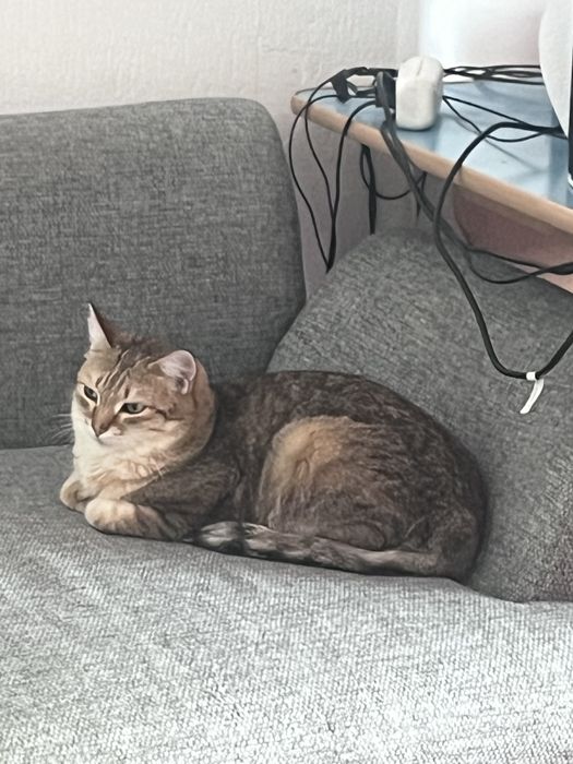 Отдам кота в добрые руки