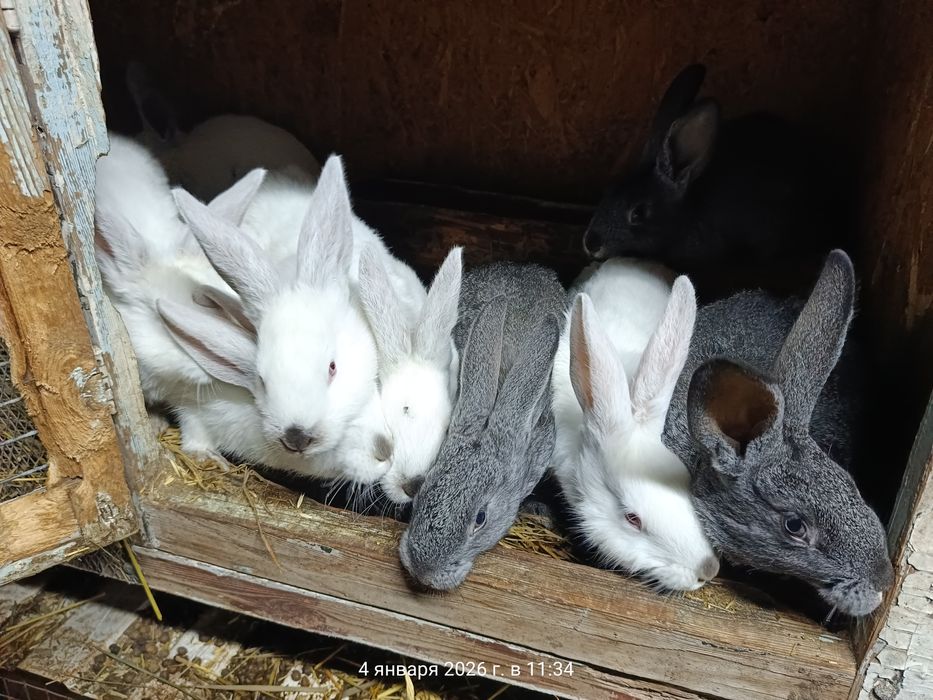 Продам кроликов ...
