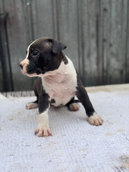 Caine amstaff rasa