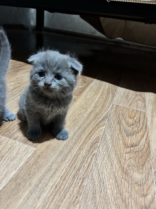 Котята британской породы