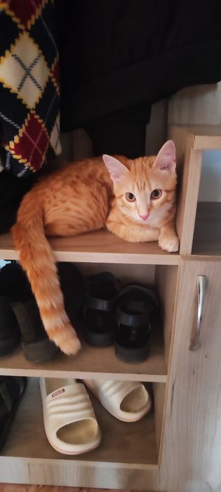 Отдам котика ему пол года