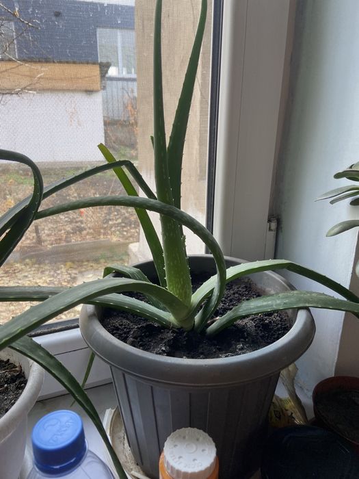 Продаю алоэ.Алое-вера