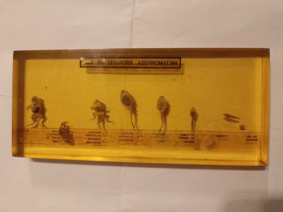 Metamorfoza broaștei de lac . Material didactic. Ceausescu. Comunism