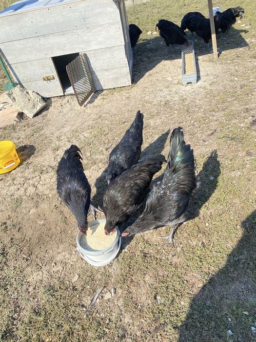 Cocosi australorp