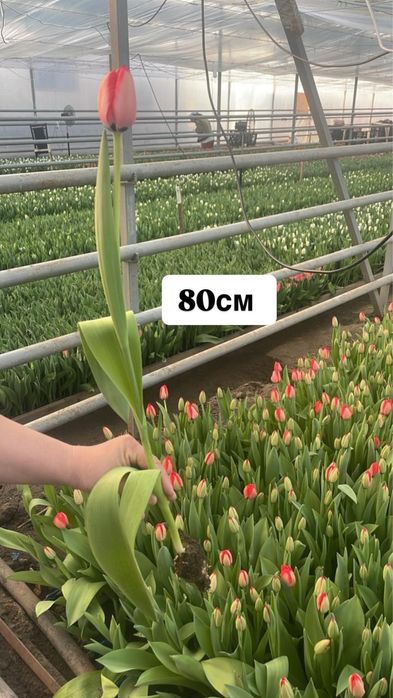 Тюльпаны крупные оптом