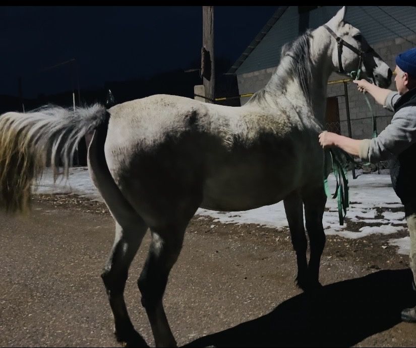 Продам Орловскую Кобылу