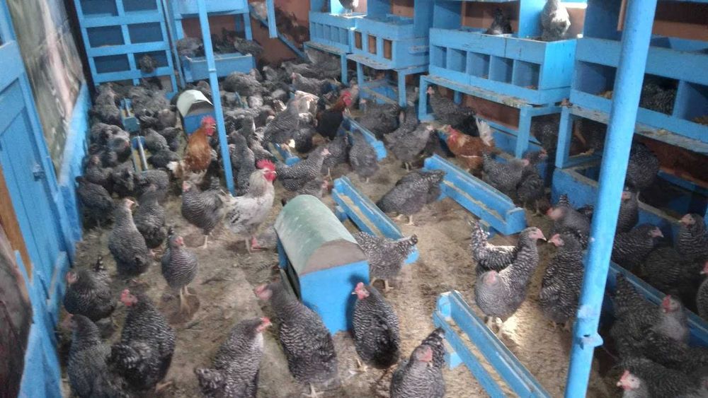 Oua de casa proaspete si naturale la super pret