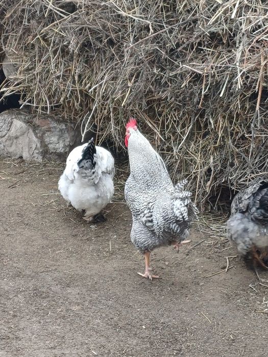 Амрокс қораздары сатылады