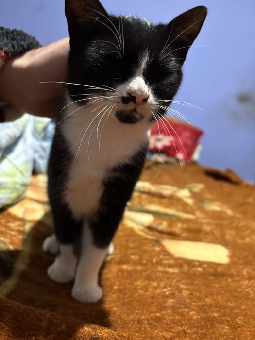Două pisicute( fetite) spre adoptie