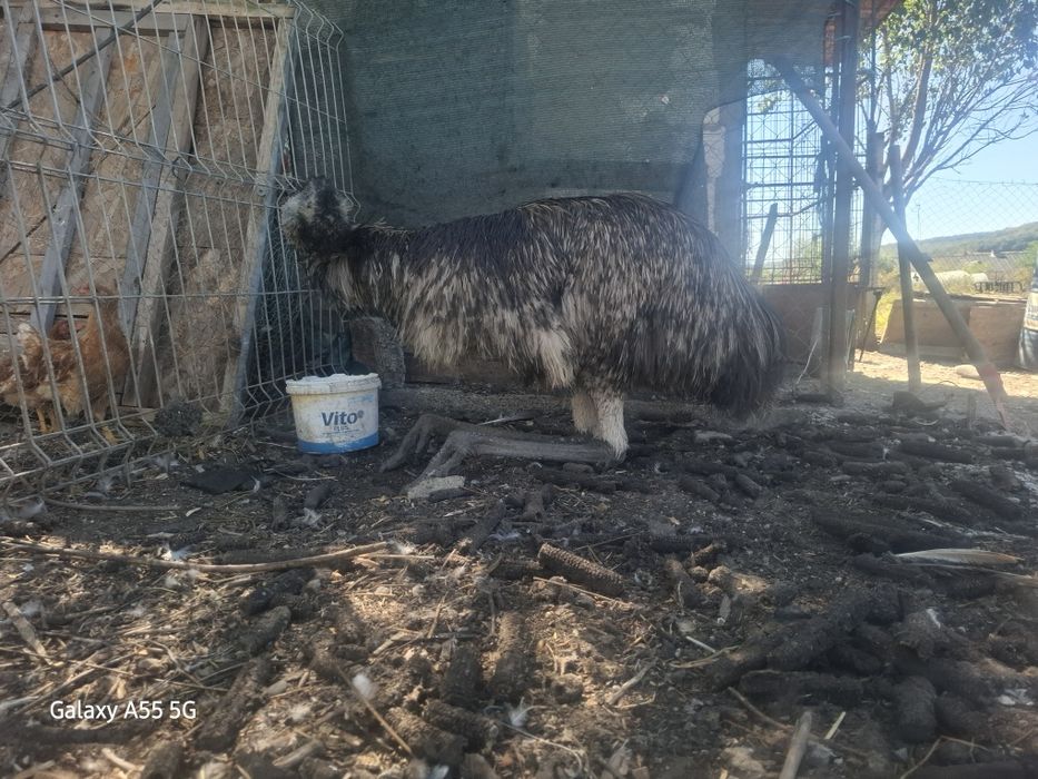 Vand mascul emu in varsta de 2 ani