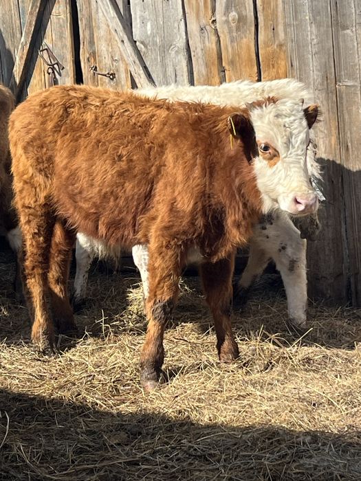 Продам бычков и телочку