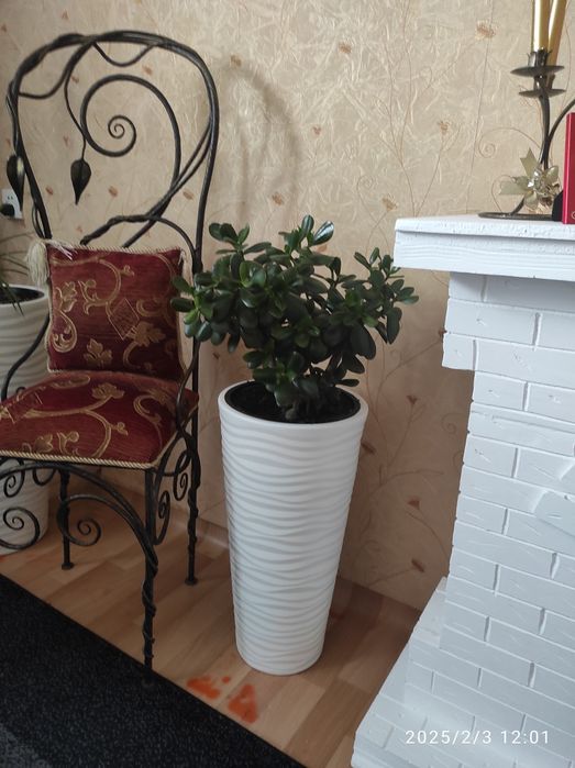 Толстянка в напольном кашпо