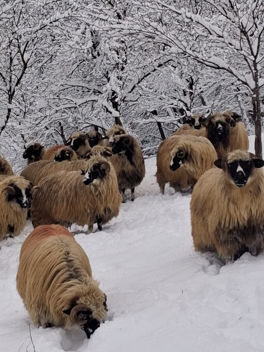 Oi breze de inalta calitate
