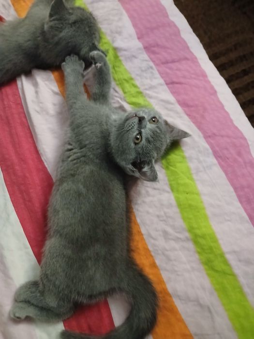 Британски котки 3 броя