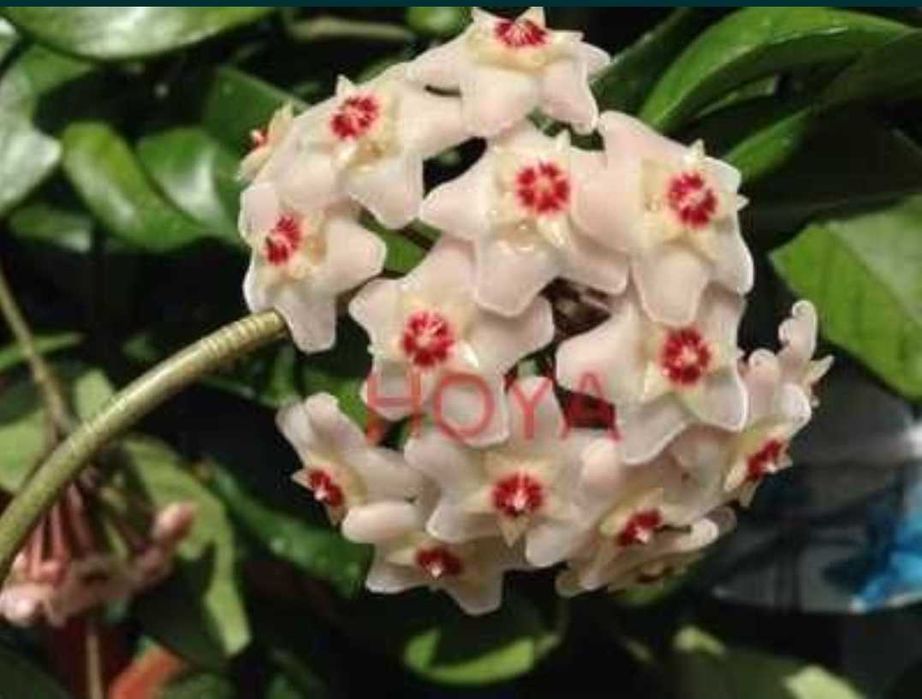 Hoya carnosa plante