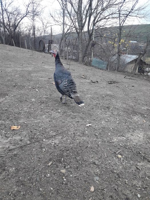 Vand curci și curcan