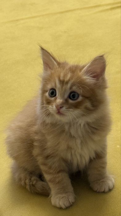 Отдаем котят в хорошие руки