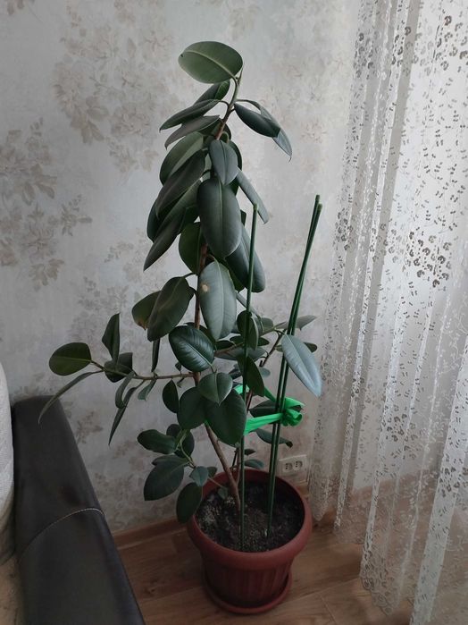 Комнатное растение