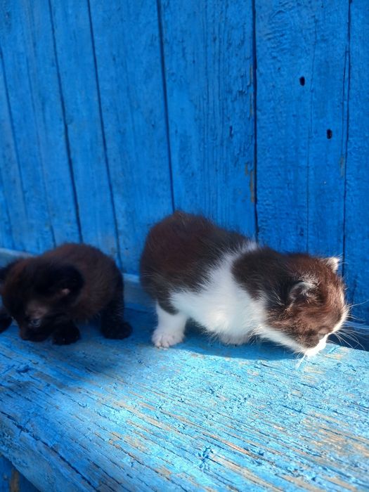 Отдам даром котята и кошку.