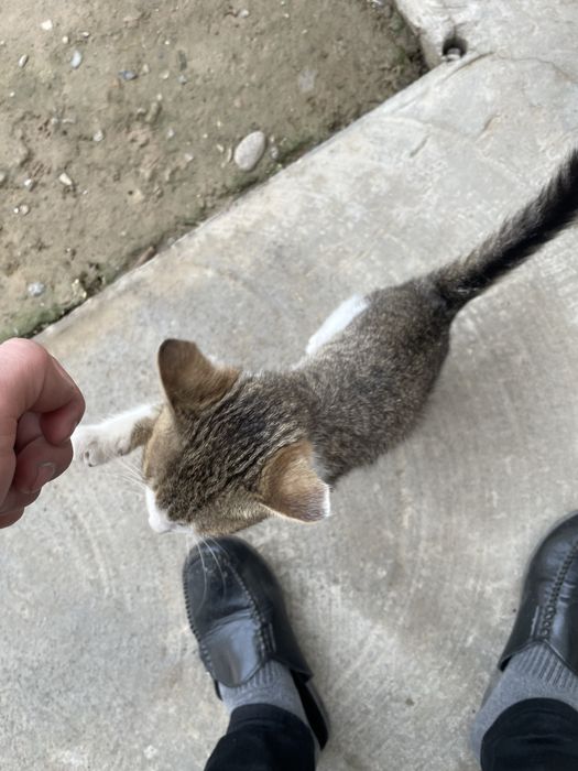 mushuk hadya qilinadi