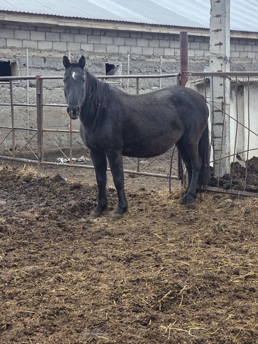Продам 2 Кабылы с откорма