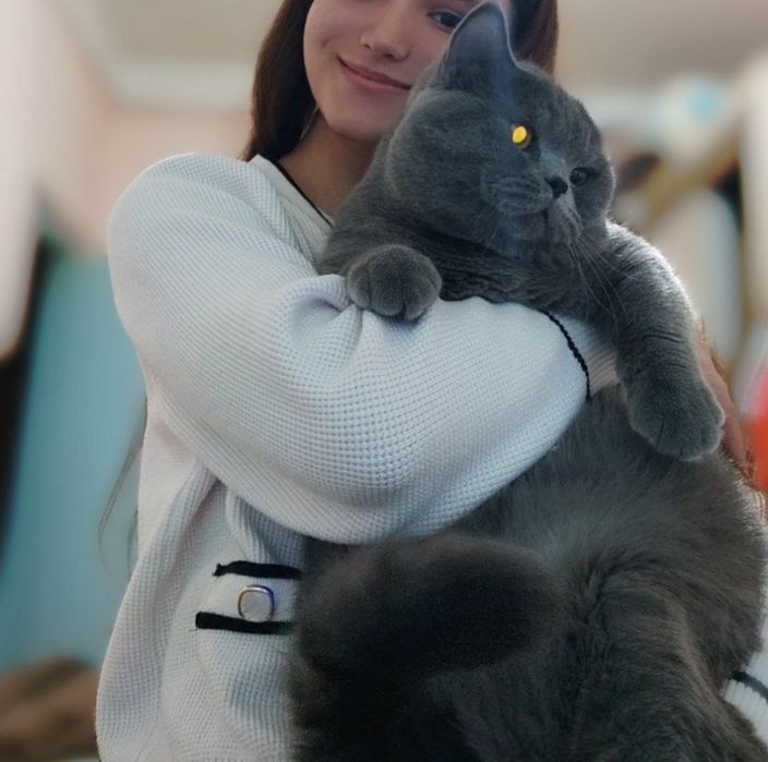 Вязка кота nasl olishga