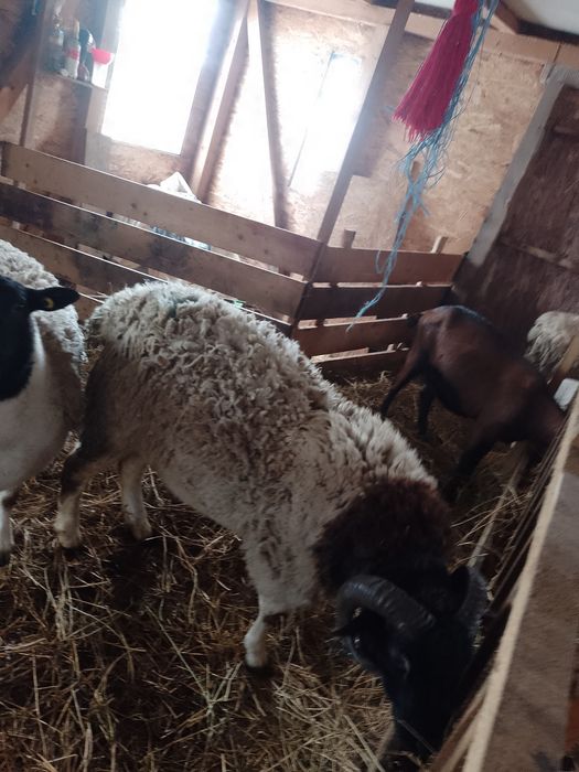 Berbec doorper și un țap alpin freancez