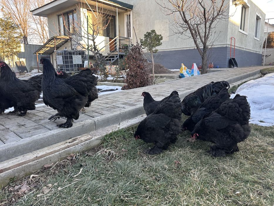 Куры брама черная