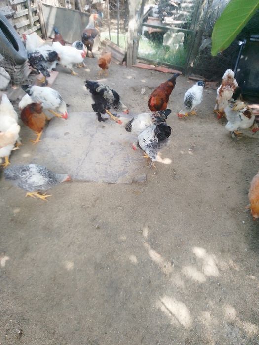 Cocoși și puici de vânzare