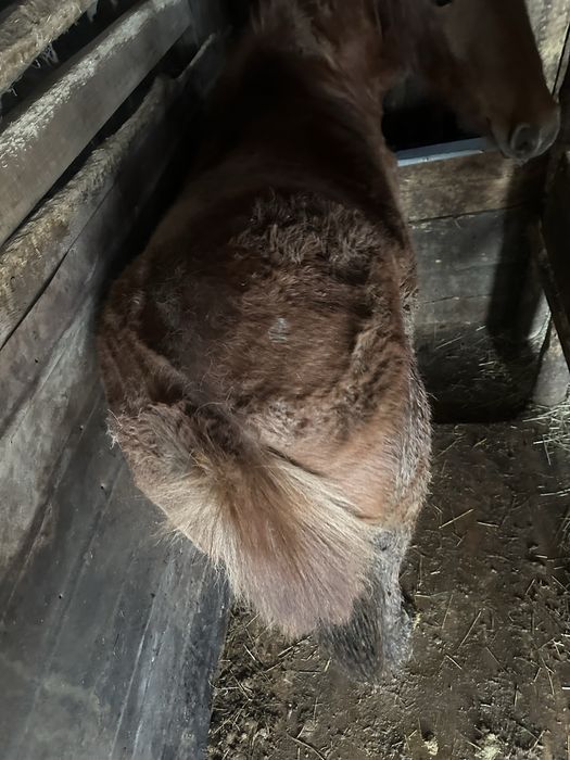 Продам тай (ургашы, девочка)