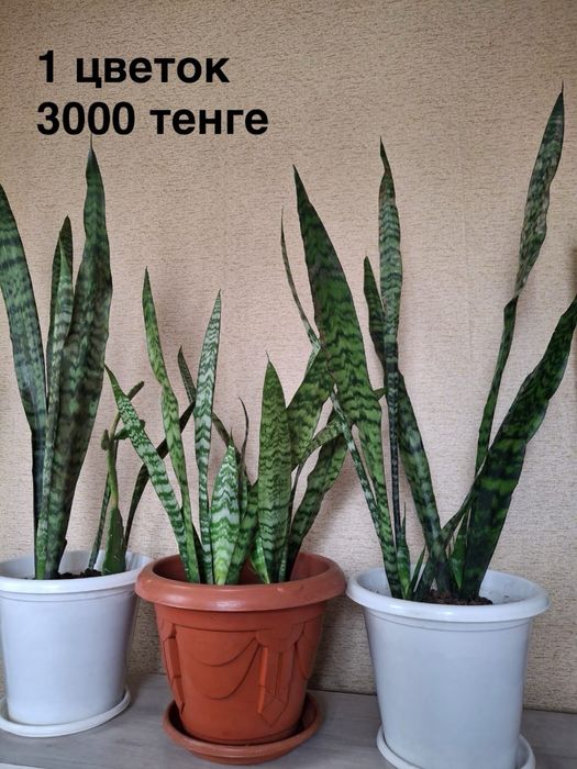 Комнатные растения