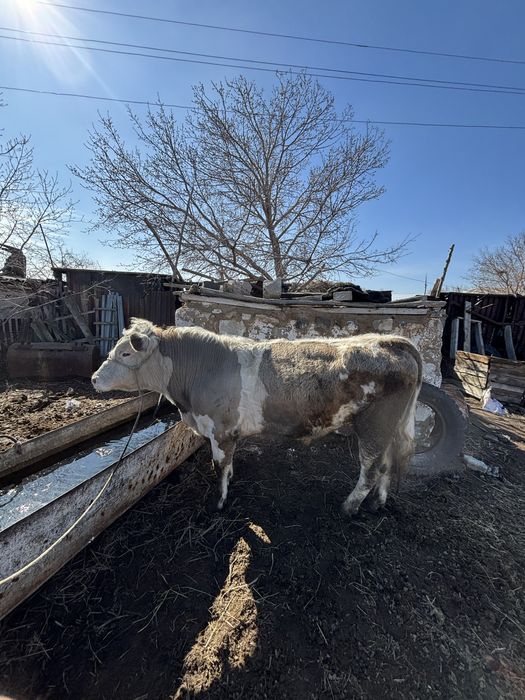Продам бычков на откорме