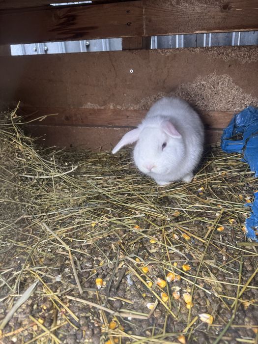 Vand iepuri mici ,cap de leu cu gaini mari