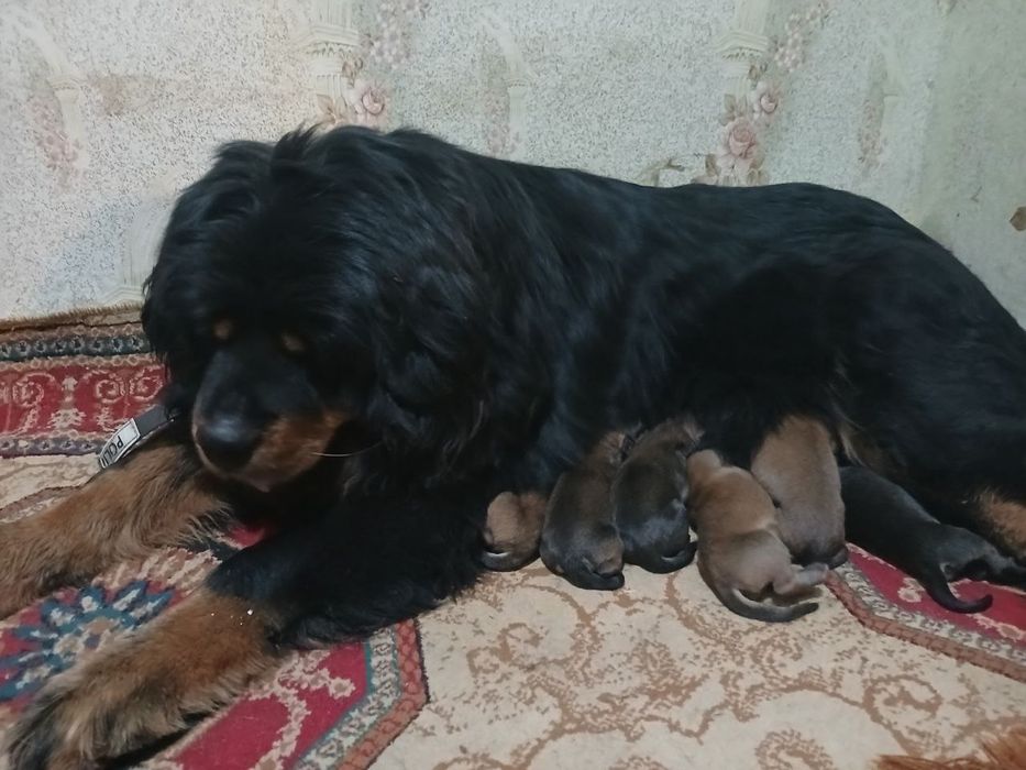 Тибетский мастиф щенки