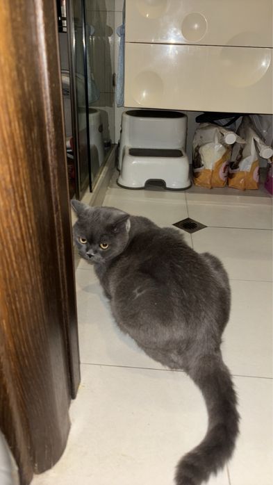 Подарявам късокосместа британска котка