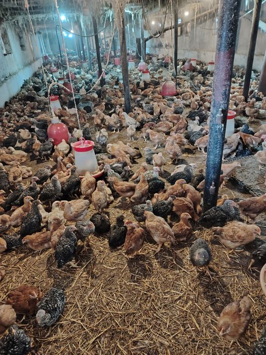 Pui albi de carne și rasa mixta