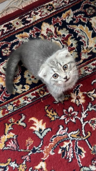 Scottish fold 2oylik urg'ochi mushukcha