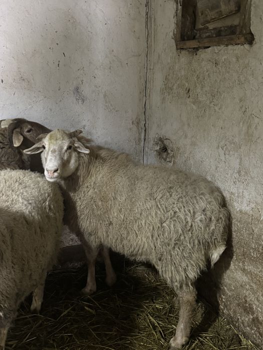 Матки жирных молодые