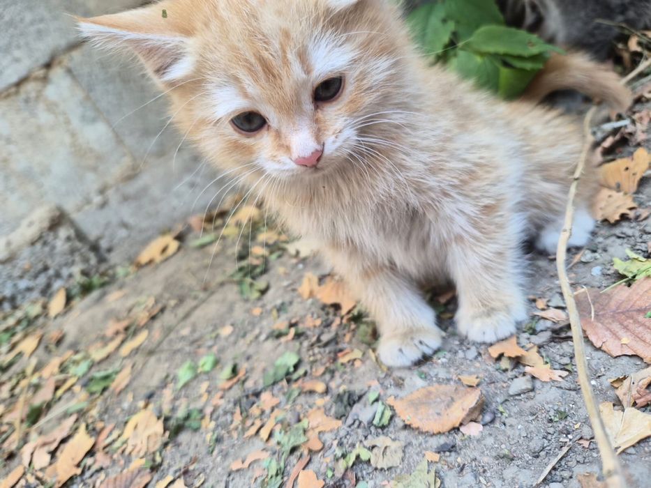 Котята бесплатно милые котики